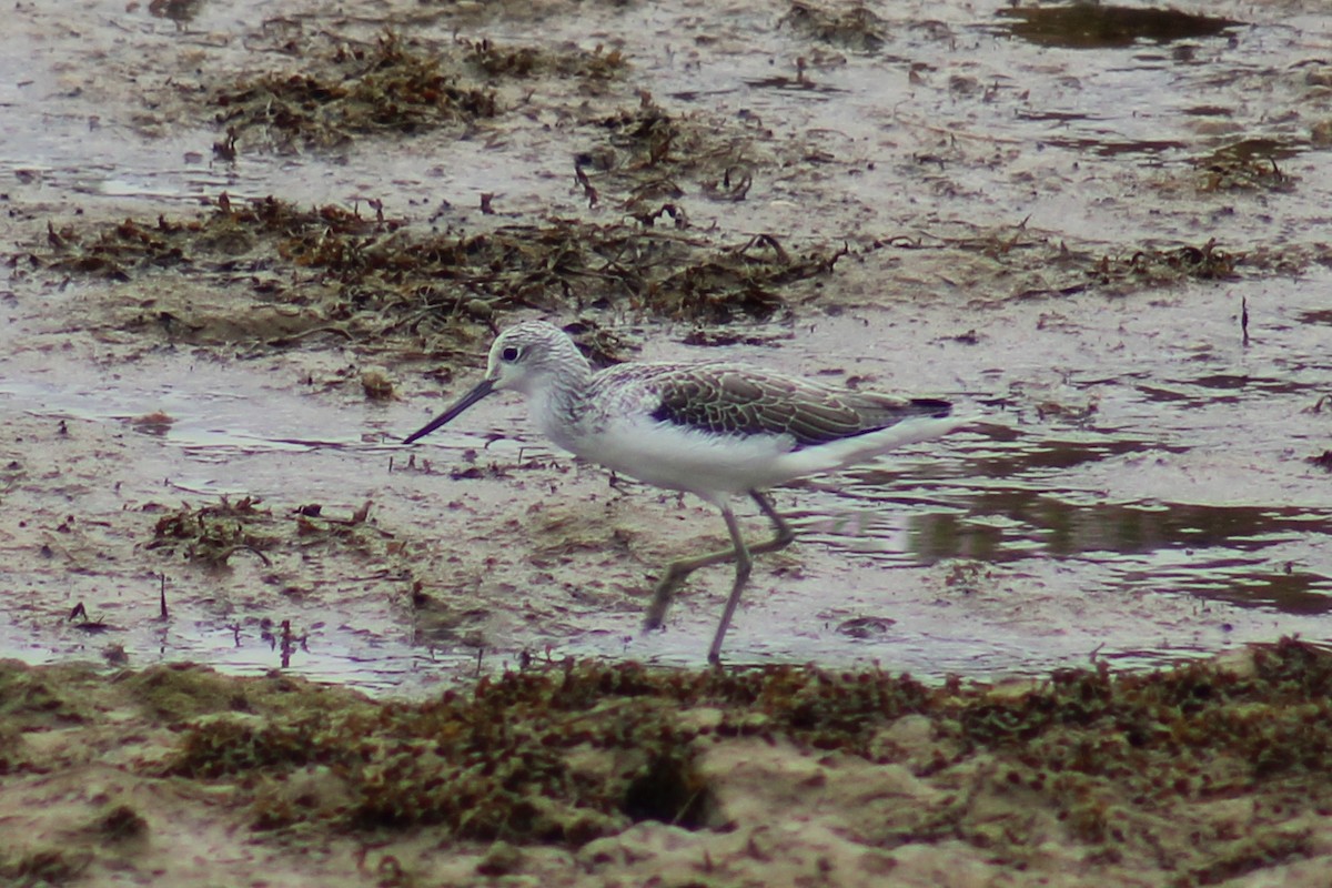 Common Greenshank - ML623462592