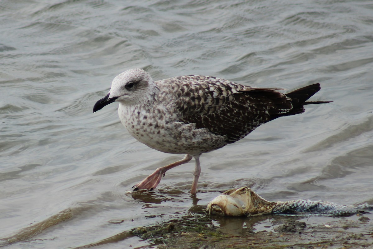 Yellow-legged Gull - ML623462602