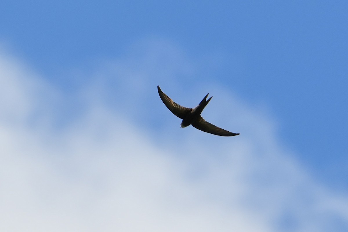 Plain Swift - Ana Rivas