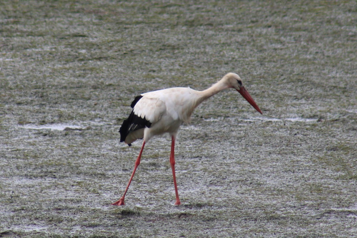 White Stork - ML623462618