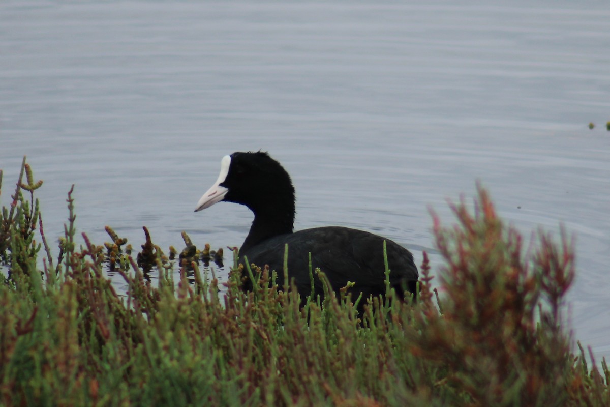 Eurasian Coot - ML623462620