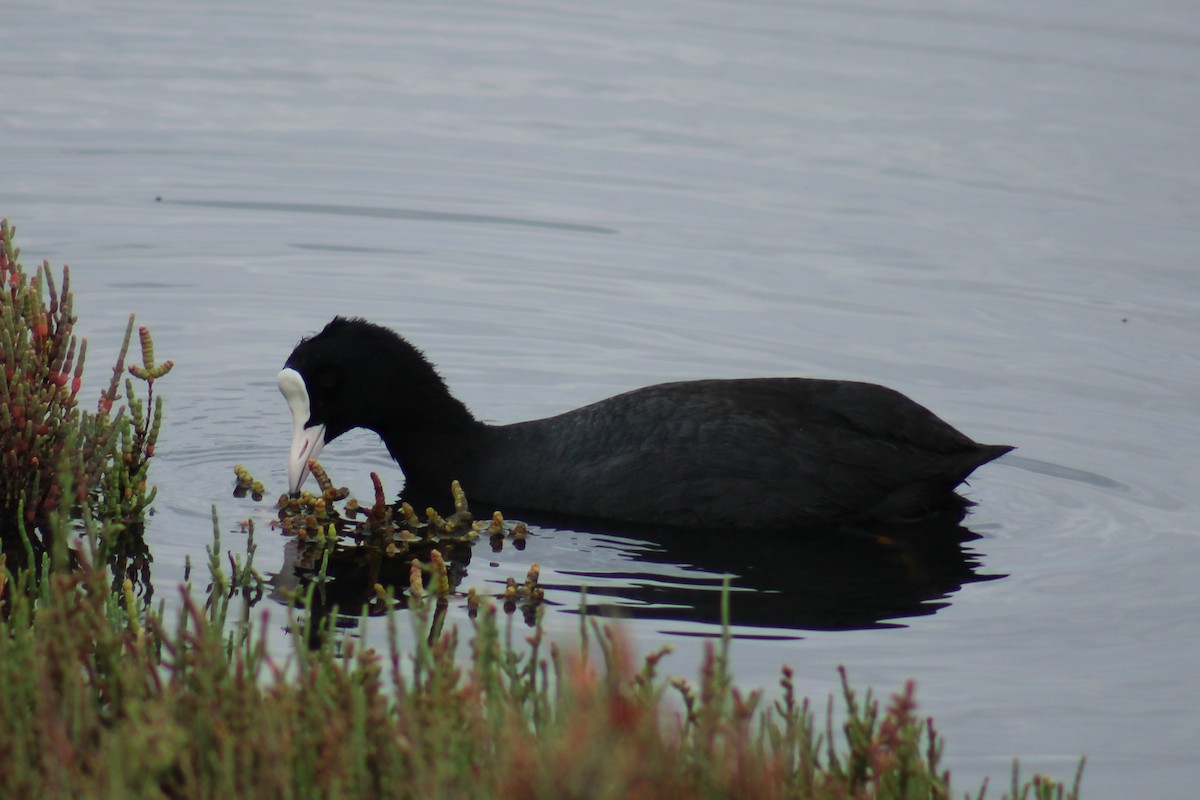 Eurasian Coot - ML623462621