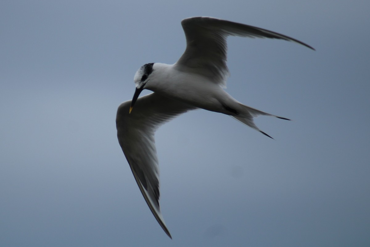 Sandwich Tern - ML623462636