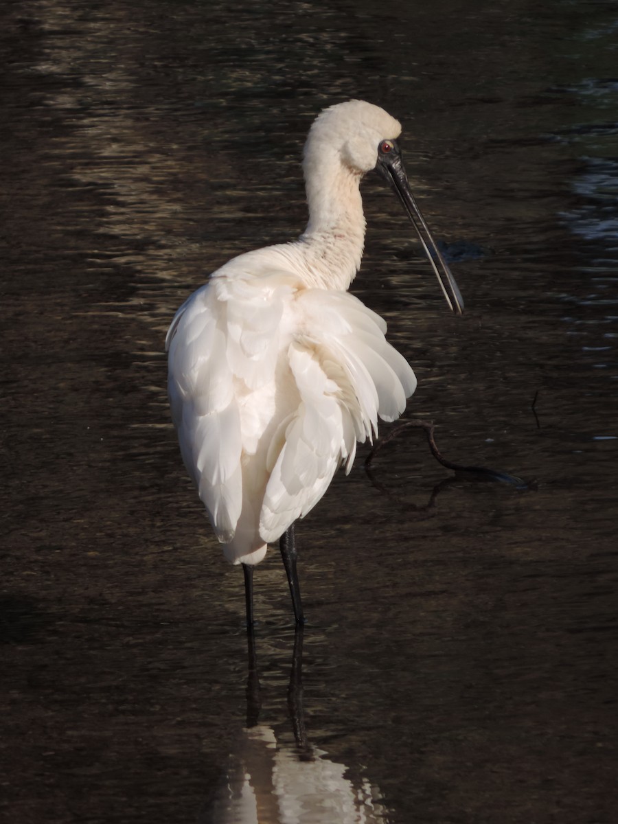 Espátula Real - ML623462656