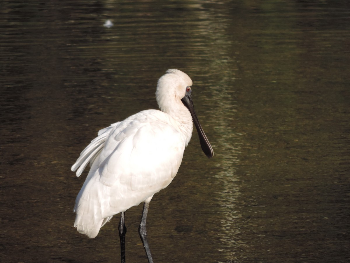 Royal Spoonbill - Ali Jean