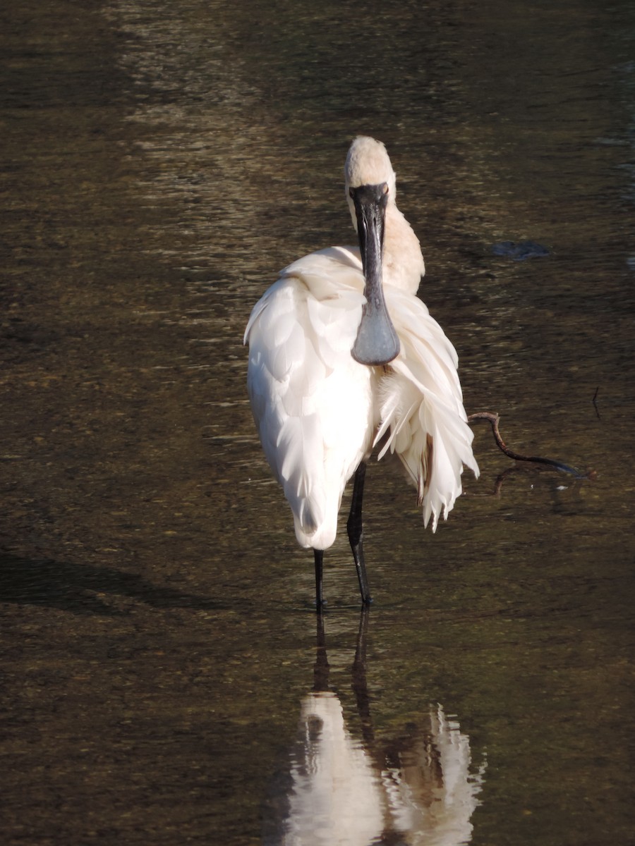 Royal Spoonbill - Ali Jean