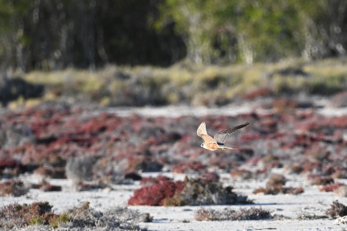 Australian Hobby - ML623462685