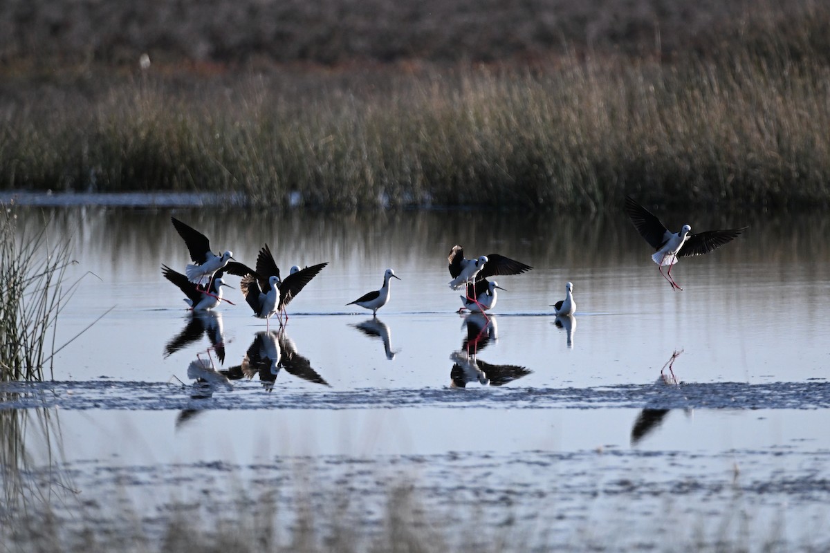 Pied Stilt - Alfred & Hidi Lau