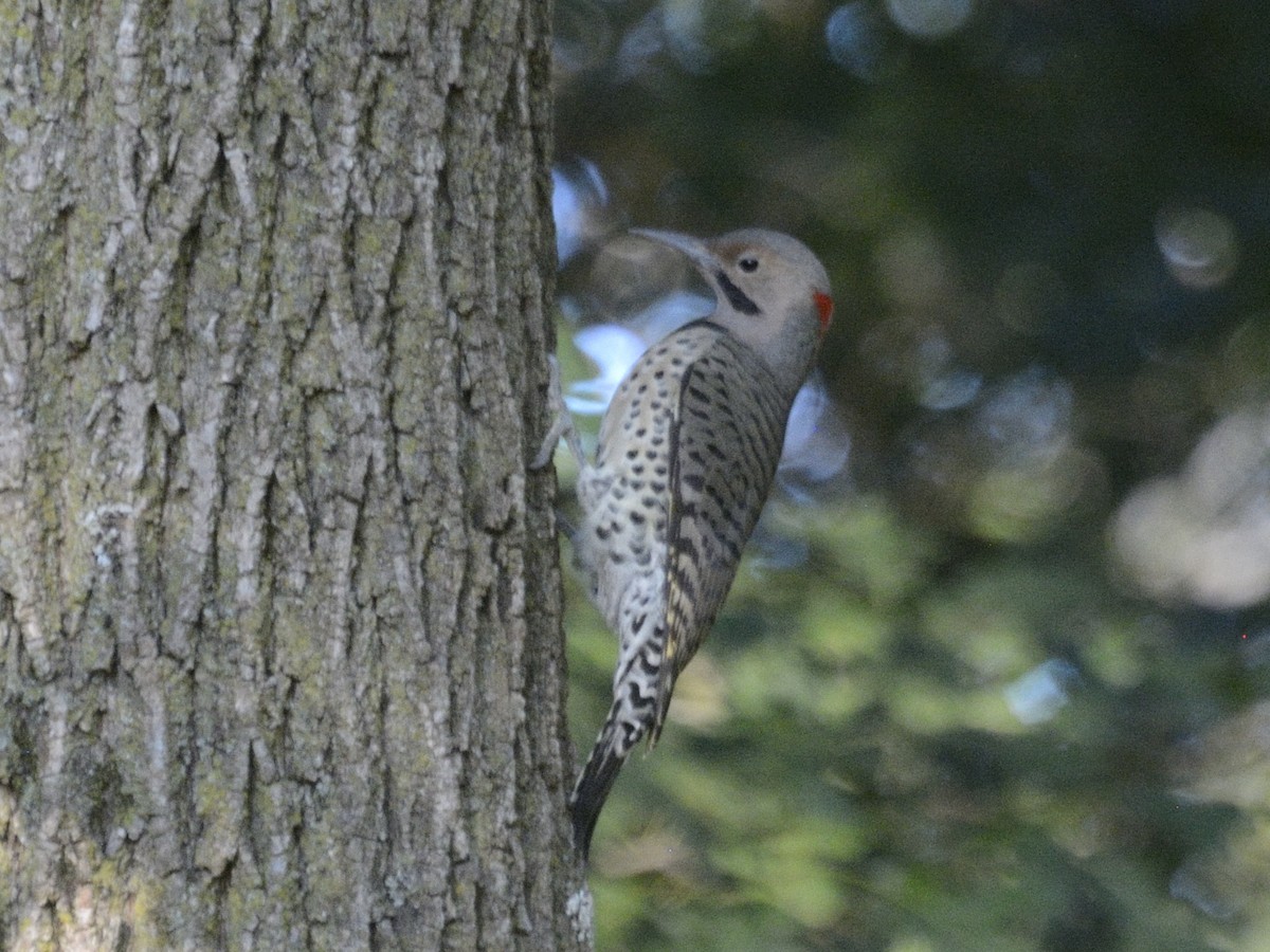 Northern Flicker - ML623462742