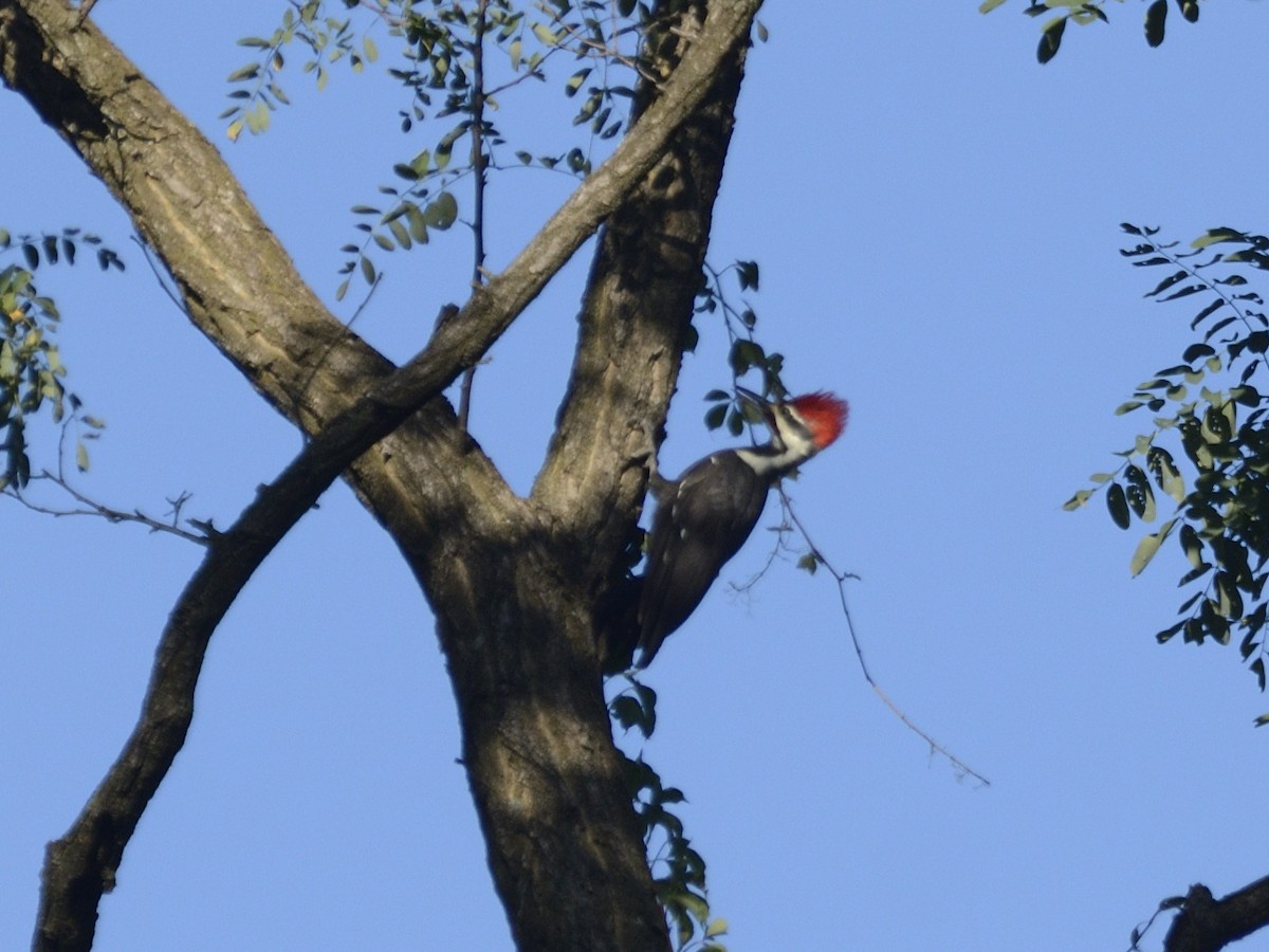 Pileated Woodpecker - ML623462743