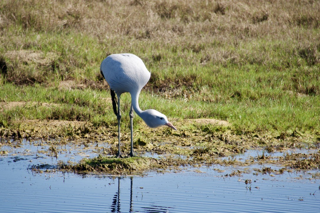 Blue Crane - ML623462755