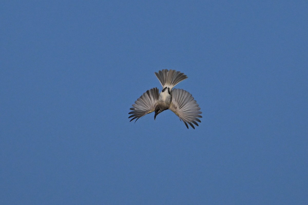 Brown Honeyeater - ML623462759