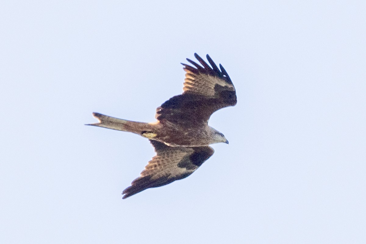 Black Kite - Richard and Margaret Alcorn