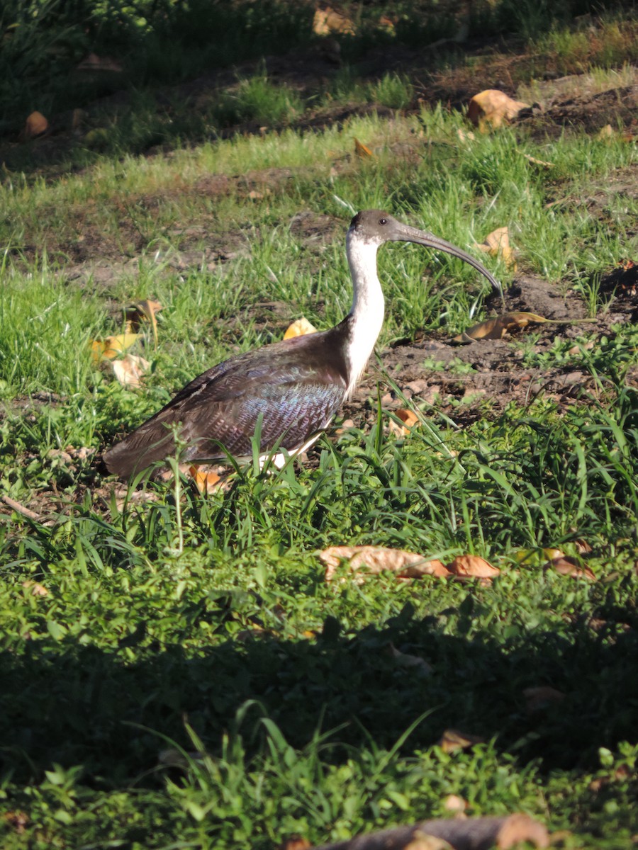 Ibis Tornasolado - ML623462799