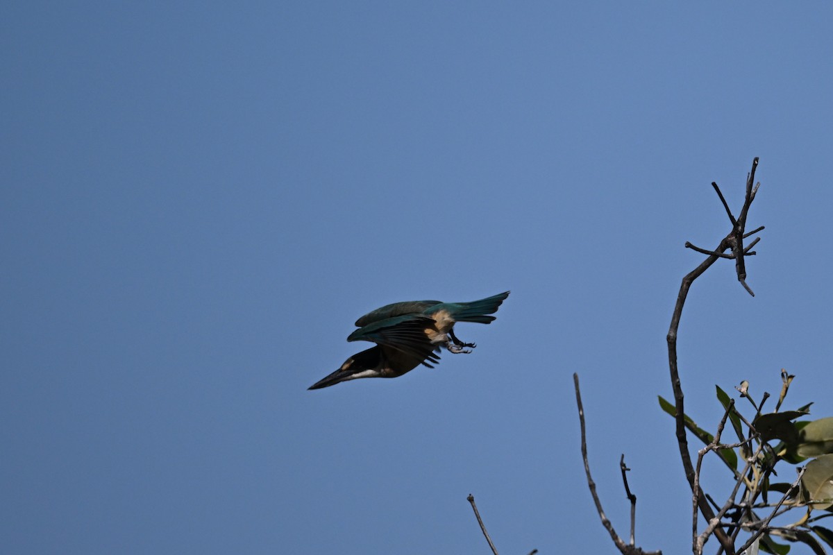 Sacred Kingfisher - ML623462806