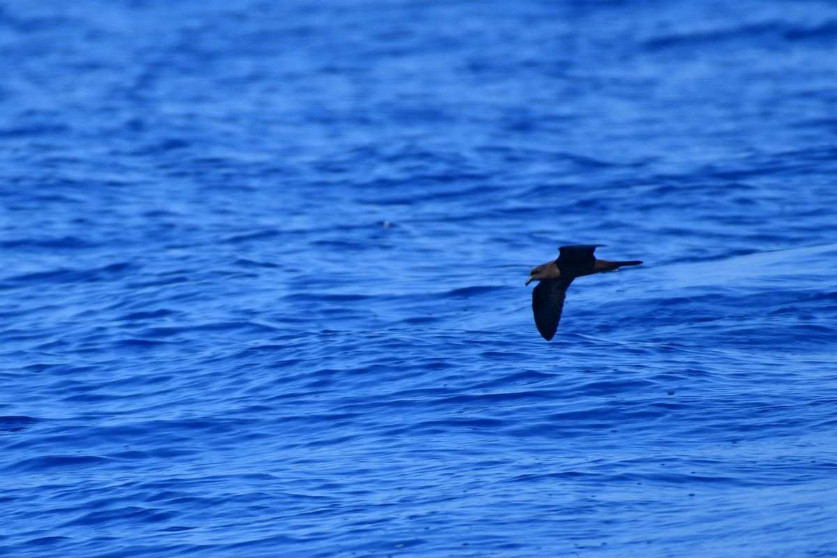 Bulwer's Petrel - ML623462828