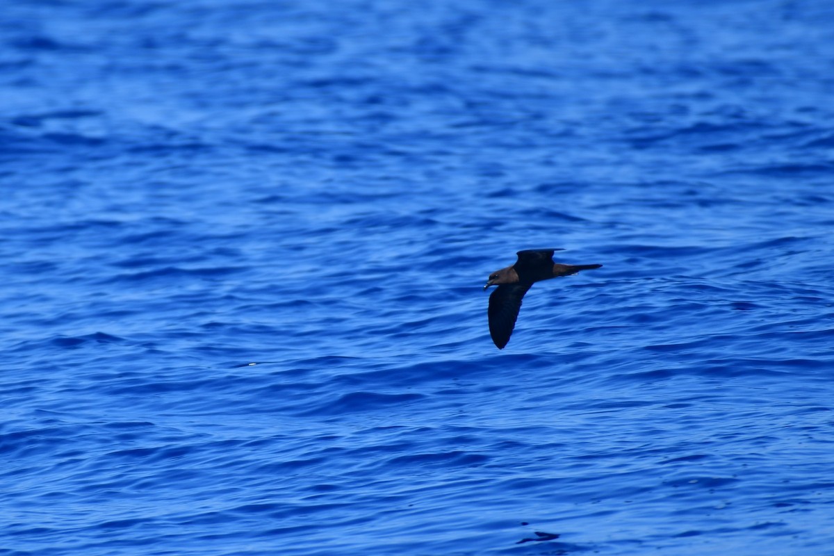 Bulwer's Petrel - ML623462829