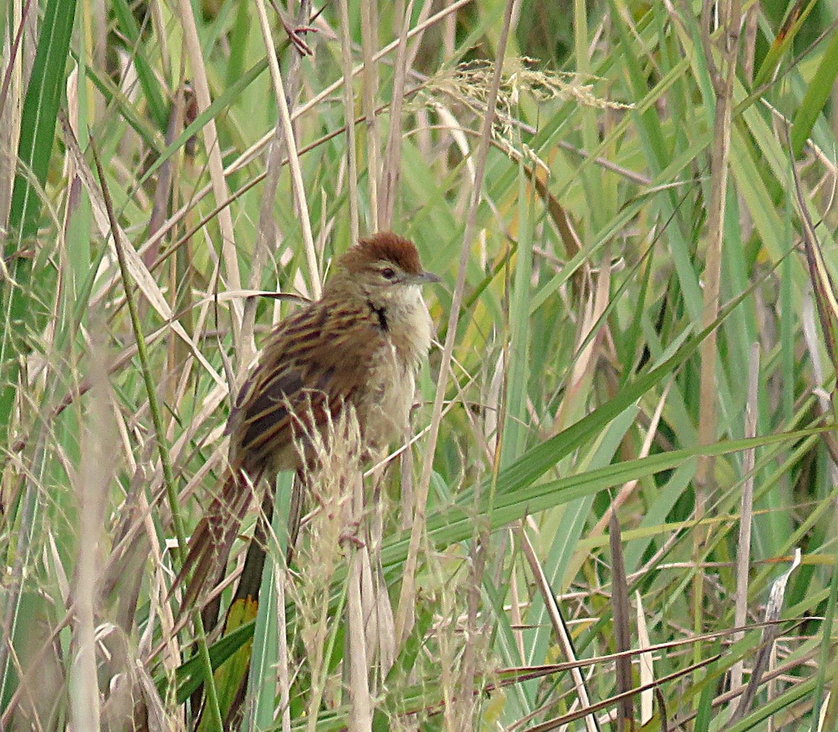 Papuan Grassbird - ML623462833