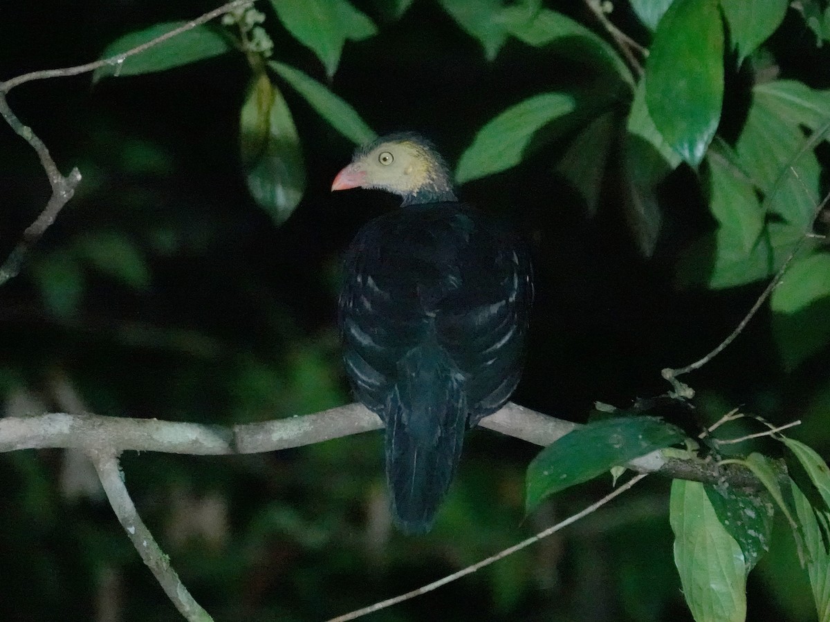 Red-billed Brushturkey - ML623462885