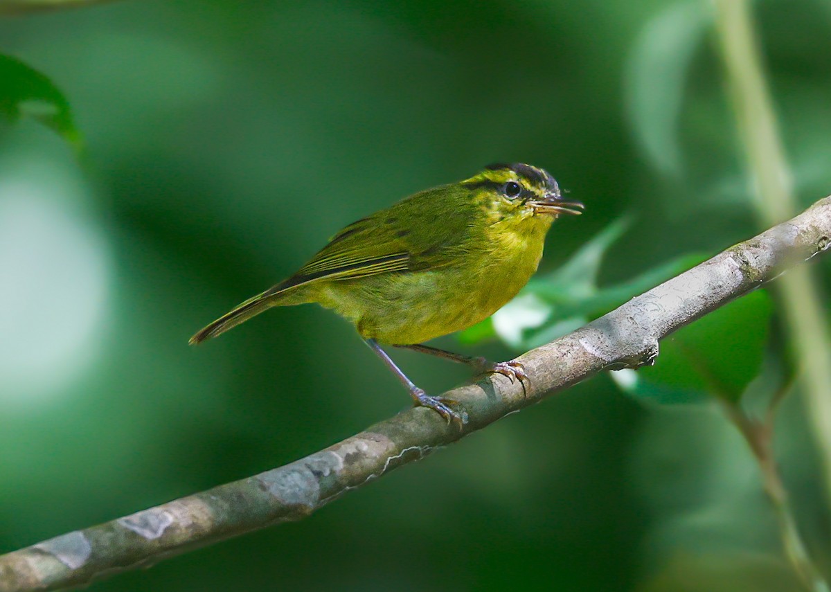 Mountain Leaf Warbler - Akshat K