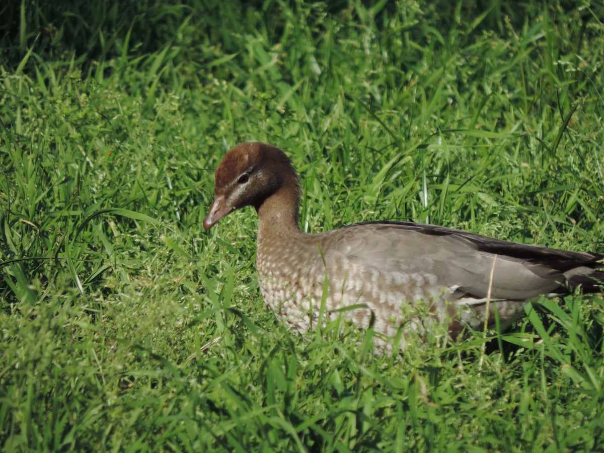 Pato de Crin - ML623462916