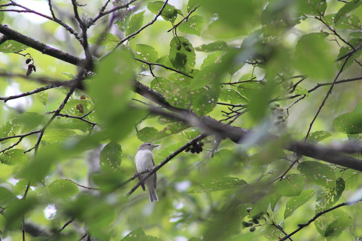 Warbling Vireo - ML623462934