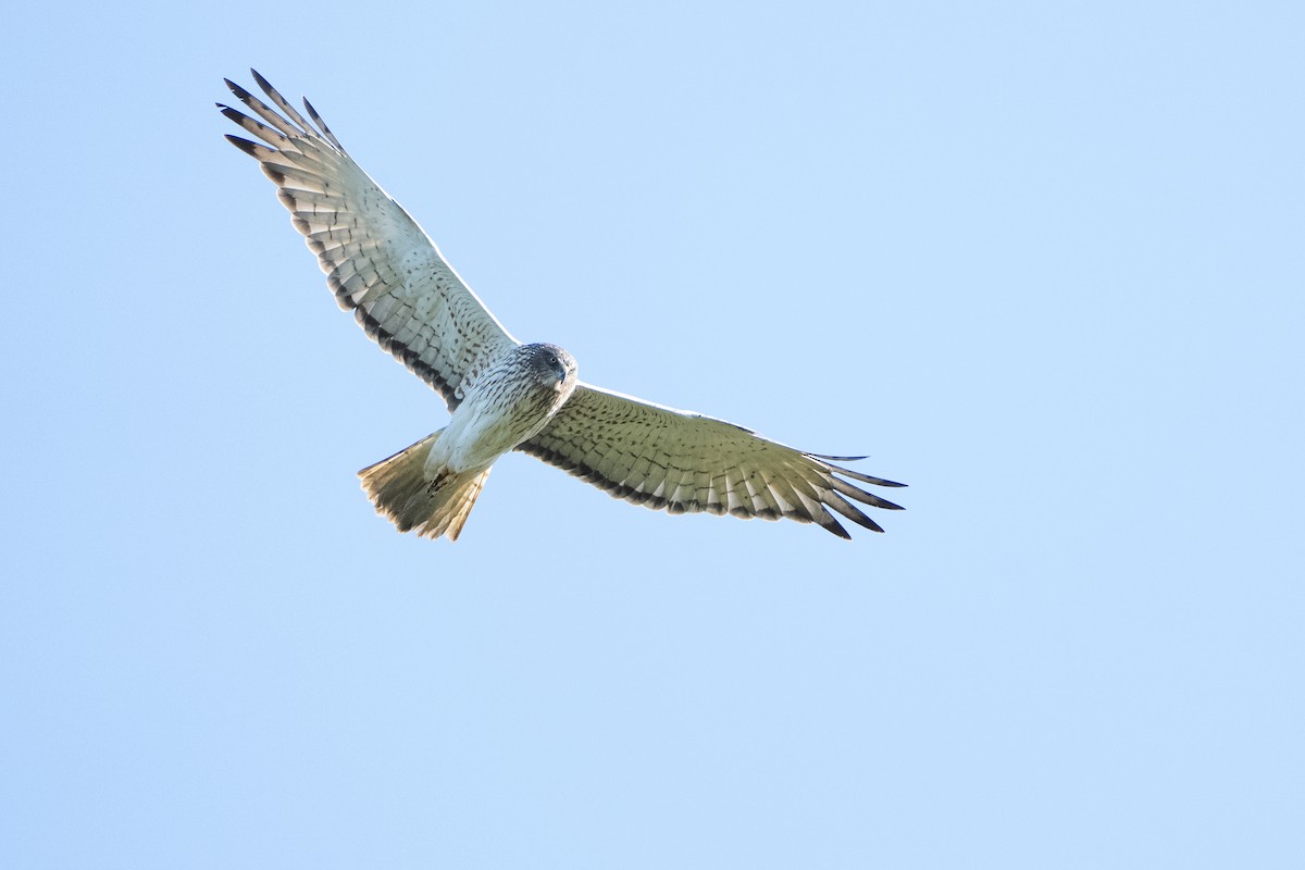 Swamp Harrier - ML623462937