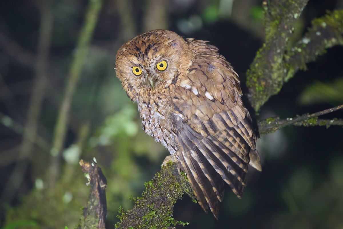 Whiskered Screech-Owl - ML623463014