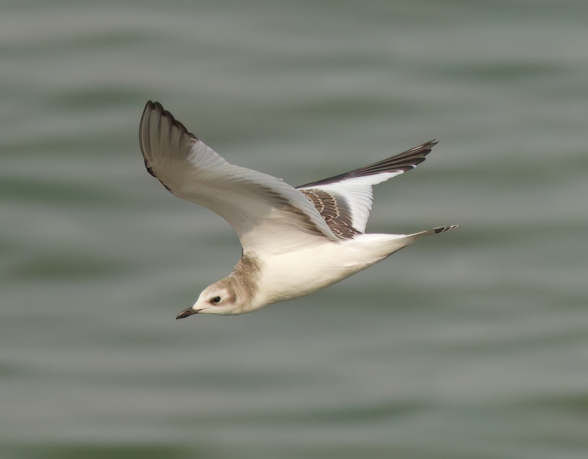 Sabine's Gull - ML623463062