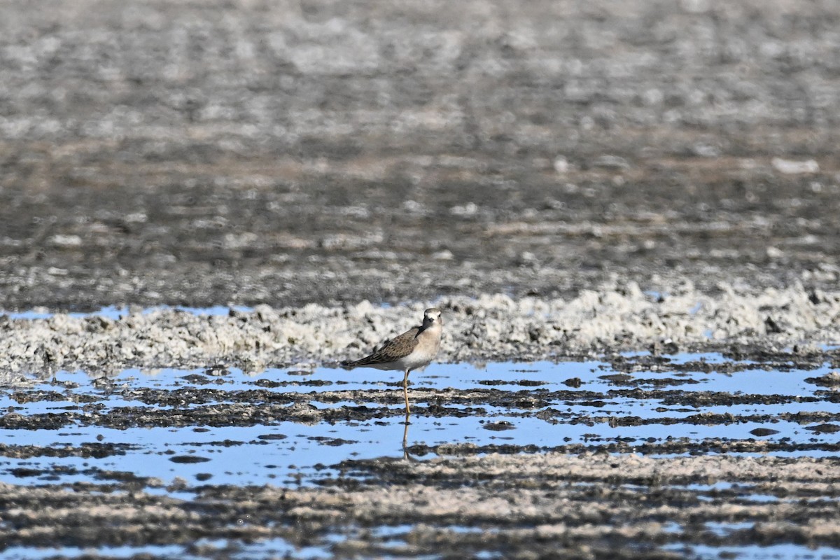 Oriental Plover - ML623463066