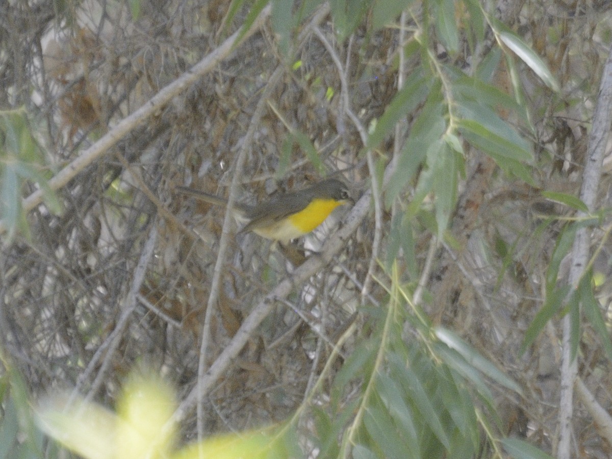 Yellow-breasted Chat - ML623463134