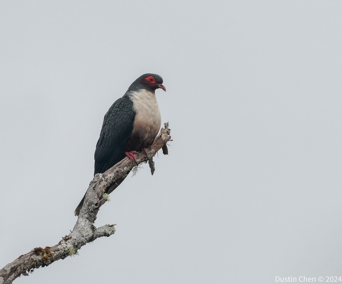 Papuan Mountain-Pigeon - ML623463147