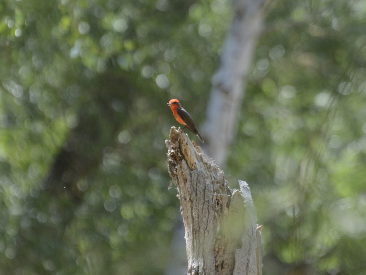 Vermilion Flycatcher - ML623463150