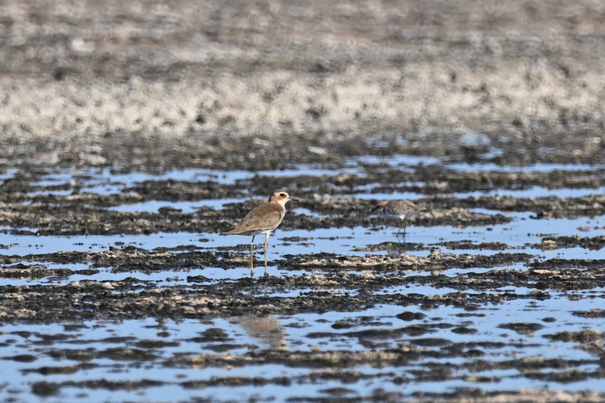 Oriental Plover - Alfred & Hidi Lau