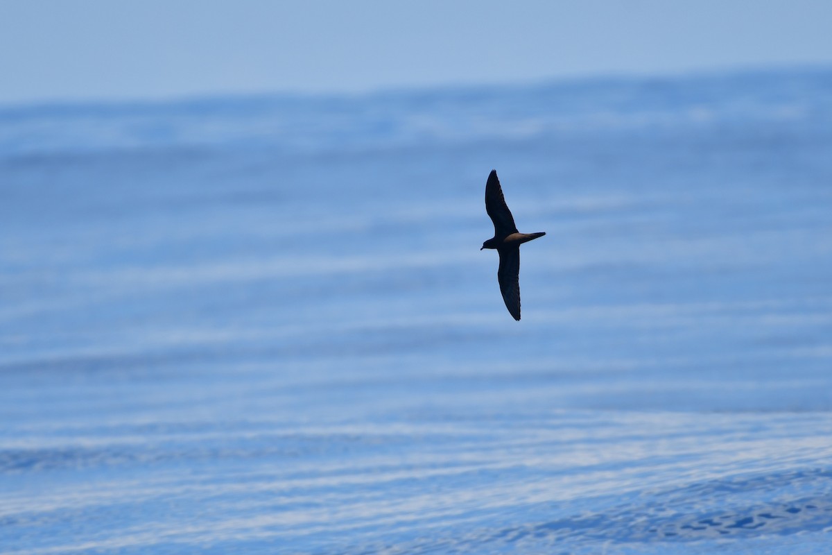 Bulwer's Petrel - ML623463171