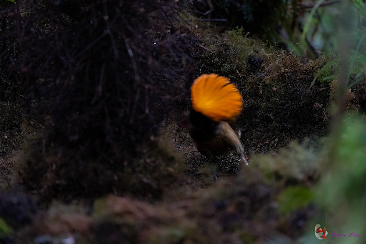 MacGregor's Bowerbird - Dustin Chen