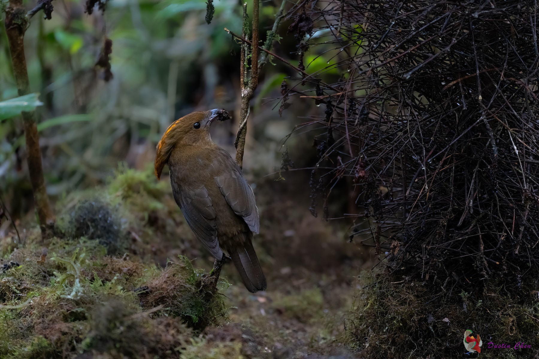 Macgregor's Bowerbird