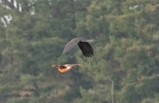 Northern Harrier - franci Holtslander