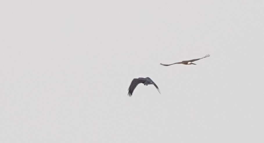 Northern Harrier - franci Holtslander