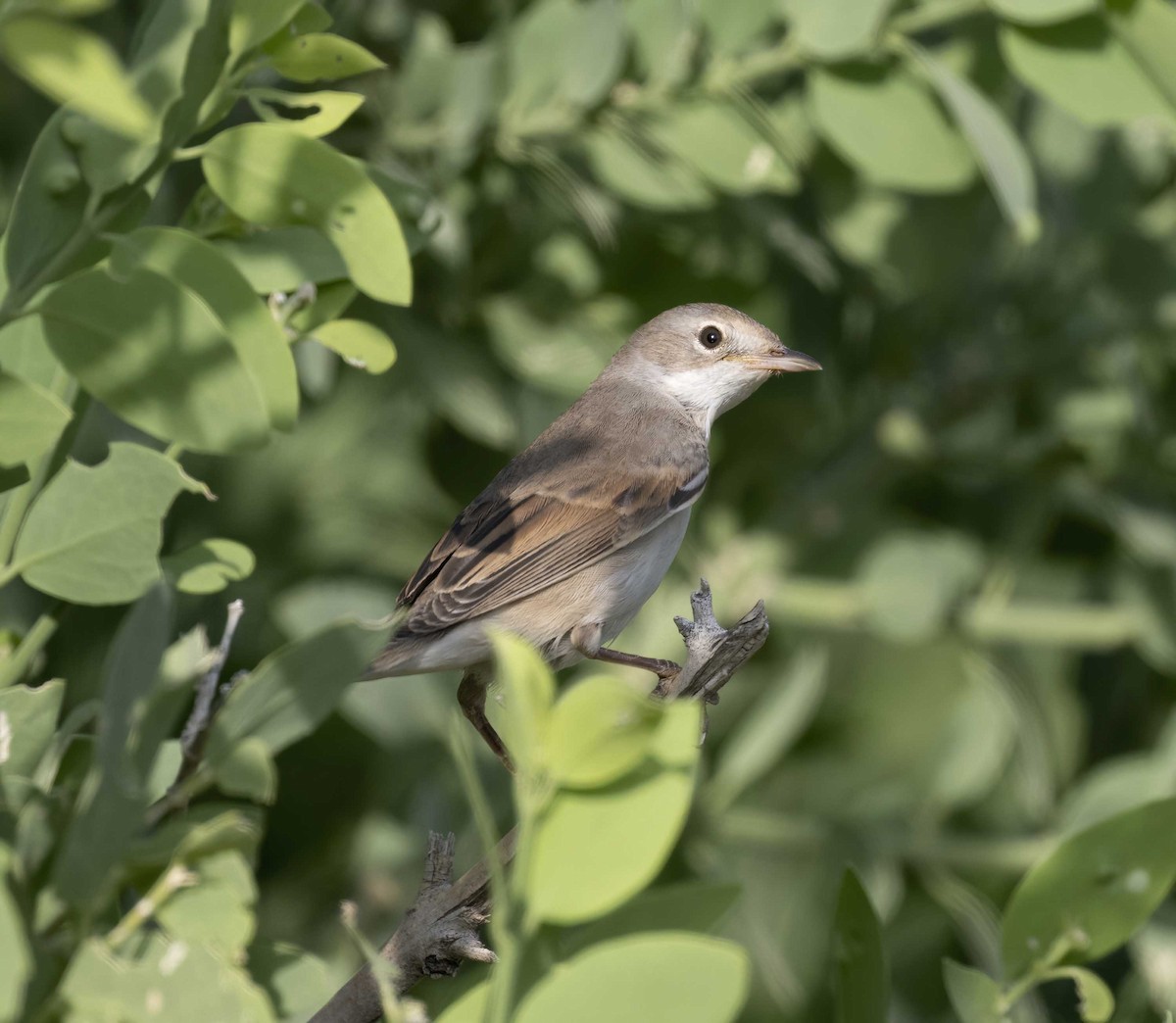 Greater Whitethroat - ML623463247