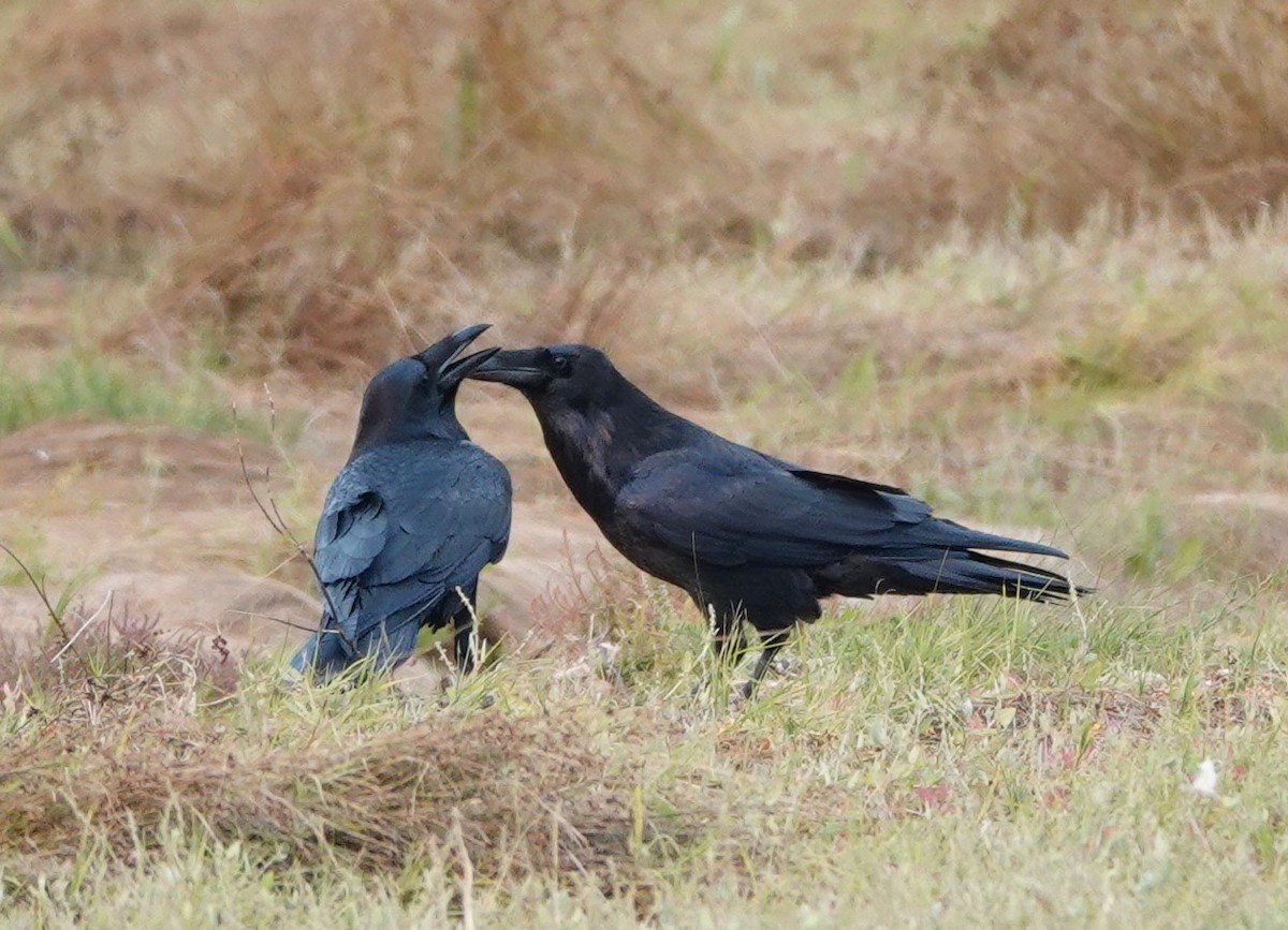 Common Raven - franci Holtslander