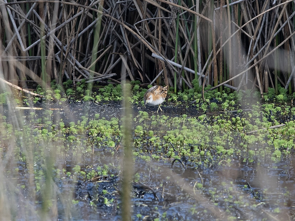 Baillon's Crake - ML623463280