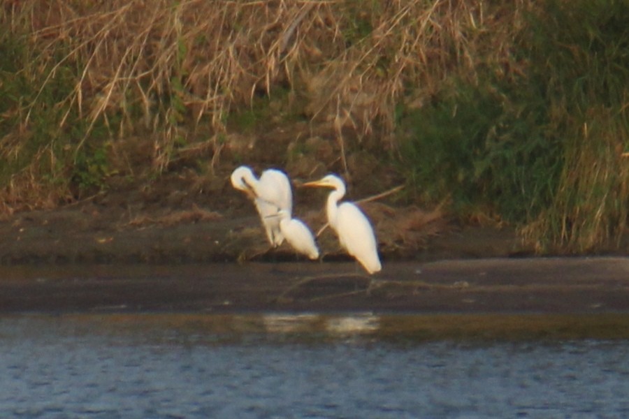 Little Egret - ML623463281