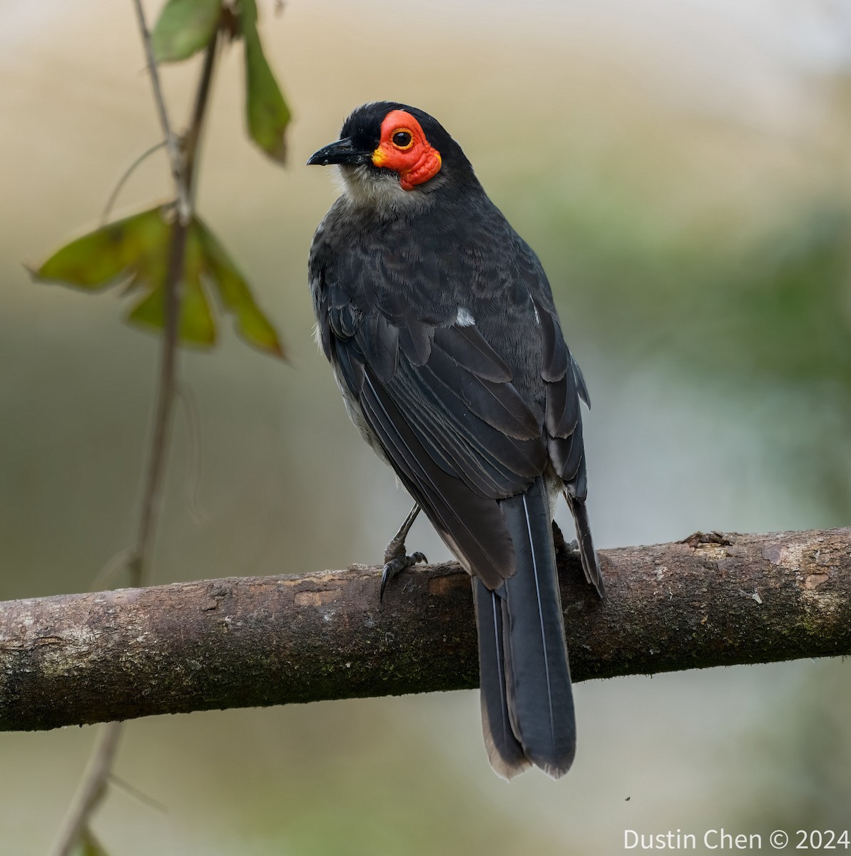 Smoky Honeyeater - ML623463282