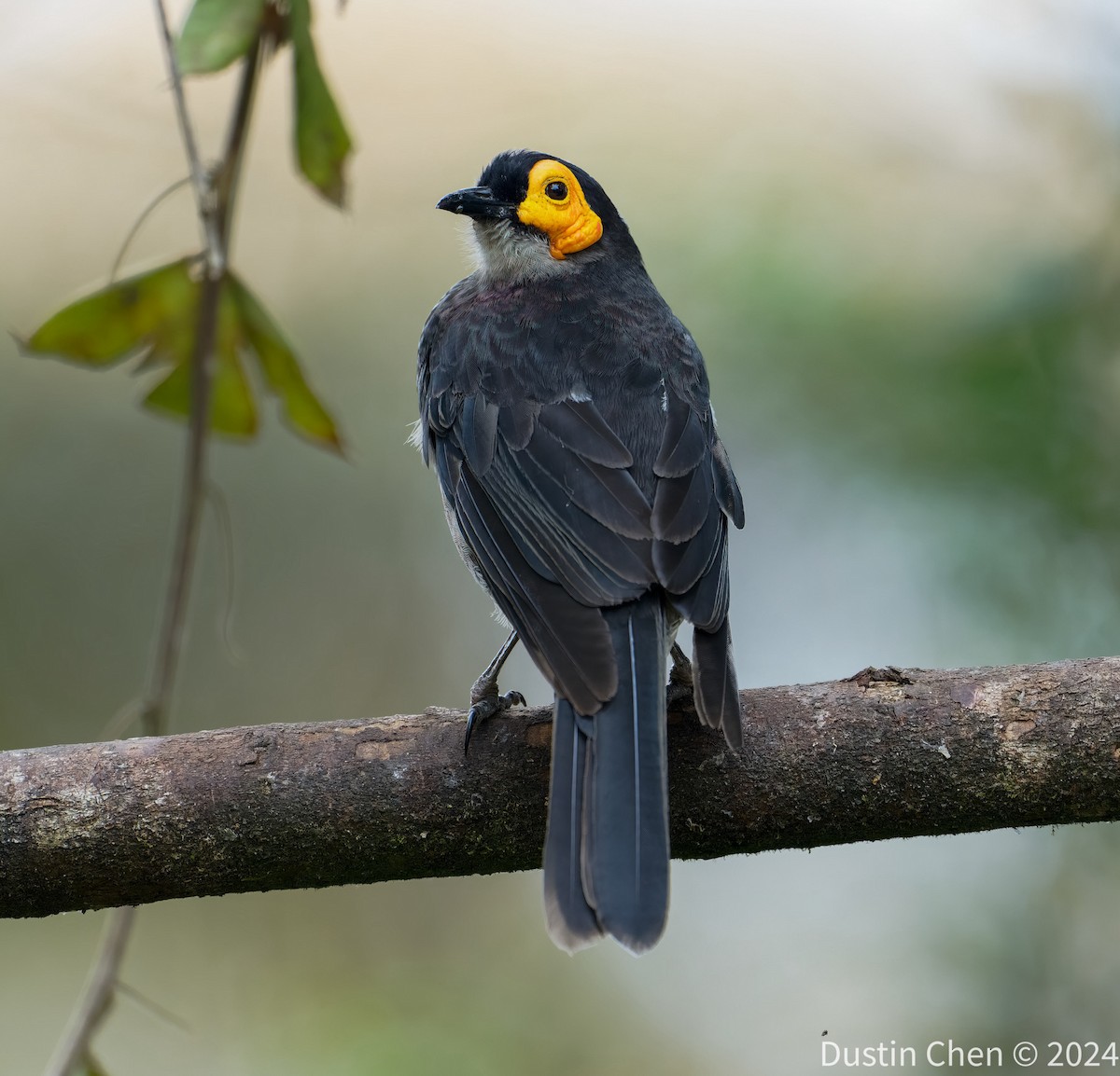 Smoky Honeyeater - ML623463283