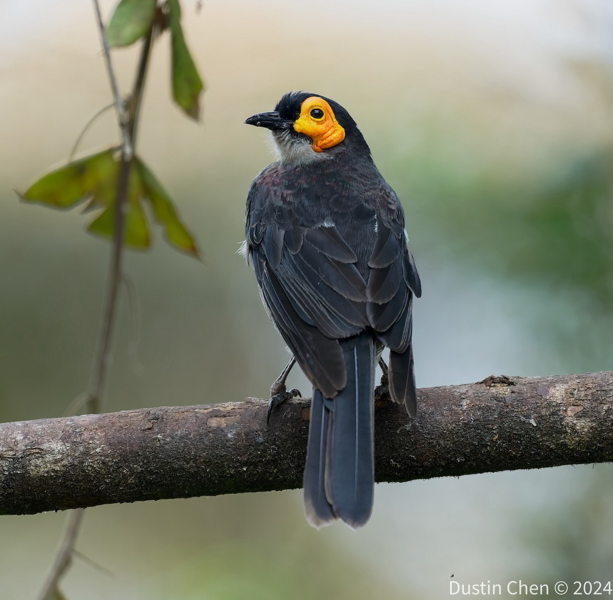 Smoky Honeyeater - ML623463284