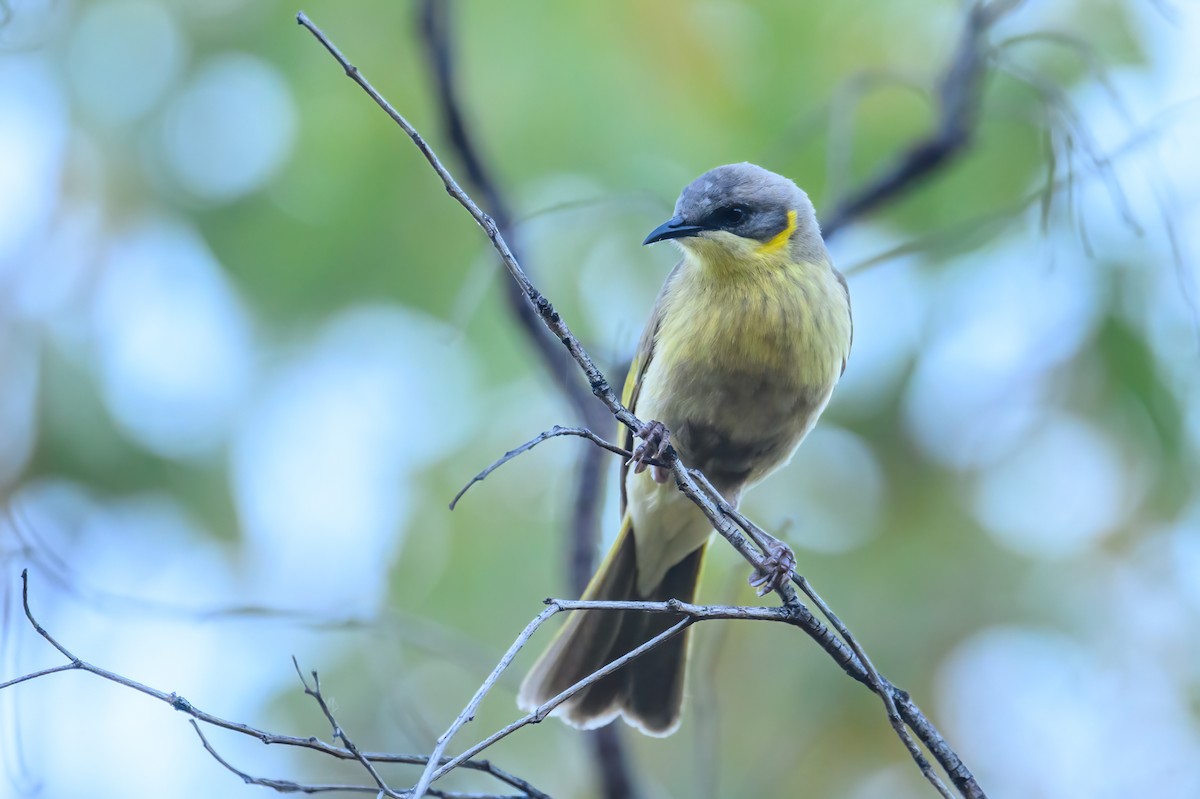 Gray-headed Honeyeater - ML623463285