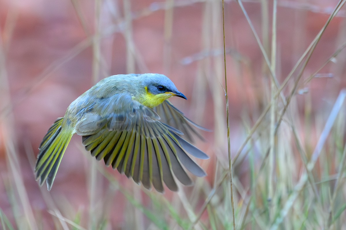 Gray-headed Honeyeater - ML623463286