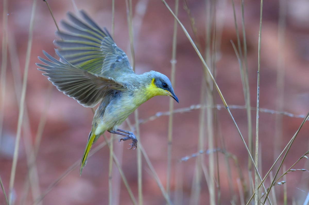 Gray-headed Honeyeater - ML623463287