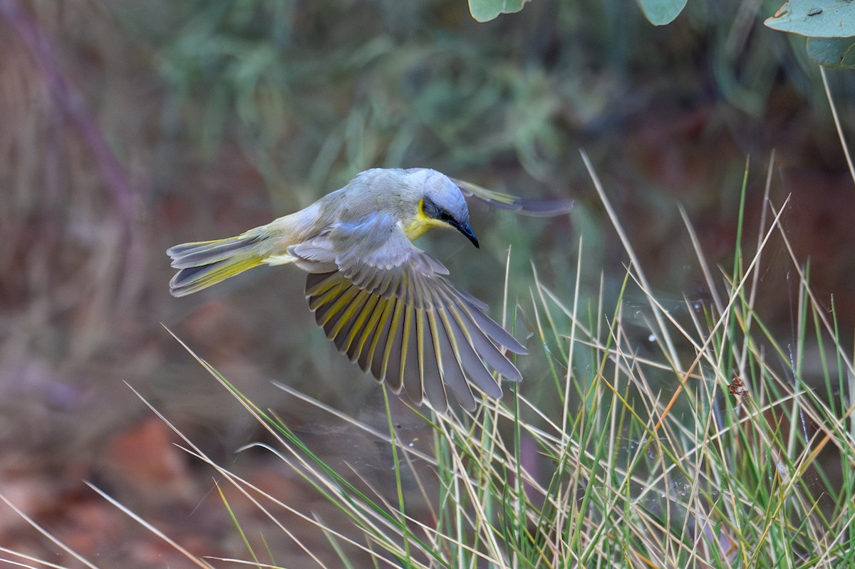 Gray-headed Honeyeater - ML623463289